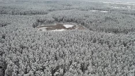 Antena:-Pantano-Congelado-En-Un-Bosque-En-Invierno-Con-Pinos-Cubiertos-De-Nieve