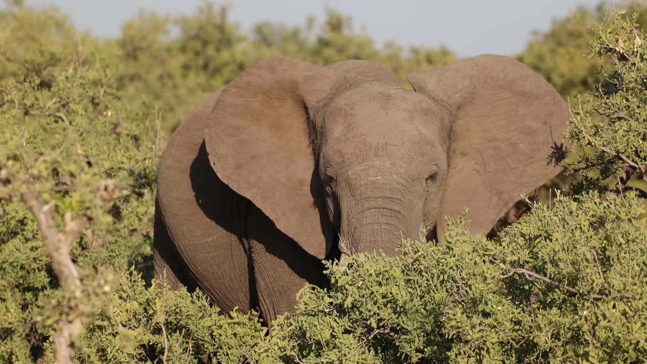 Medium shot of a African elephant standing in the middle of green shrubs while feeding, Tuli Botswana.