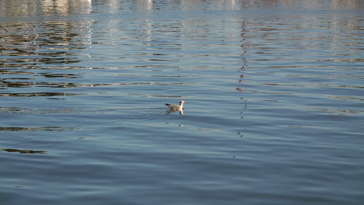 해가 비는 날 에 작은 파동 이 있는 물 에서 조용히 헤엄치는 바다표범