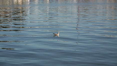 seagull calmly swimming in water with small ripples on sunny day