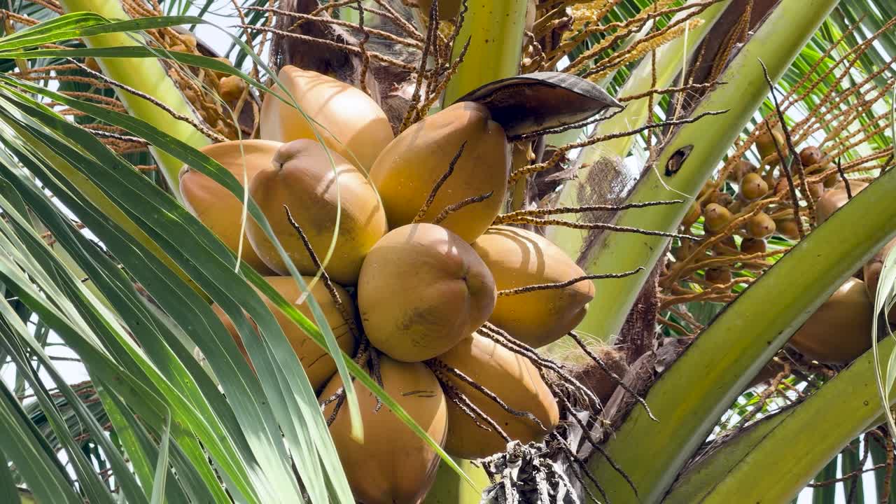 Close-up shot of ripe yellow coconuts hanging from a palm tree in bright daylight