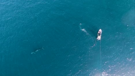 toma de arriba hacia abajo de un barco de pesca junto a una gran ballena en el tranquilo mar azul en península valdés, una reserva natural patagónica en la costa argentina - drone aéreo