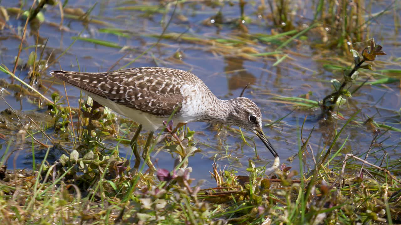 primer plano de pájaro salvaje europeo calidris atrapando y comiendo gusanos y peces del lago natural en verano