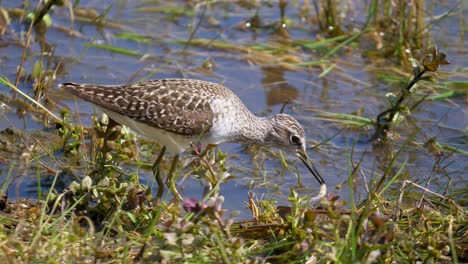 close up shot of wild european calidris bird catching and eating worm and fish of natural lake in summer