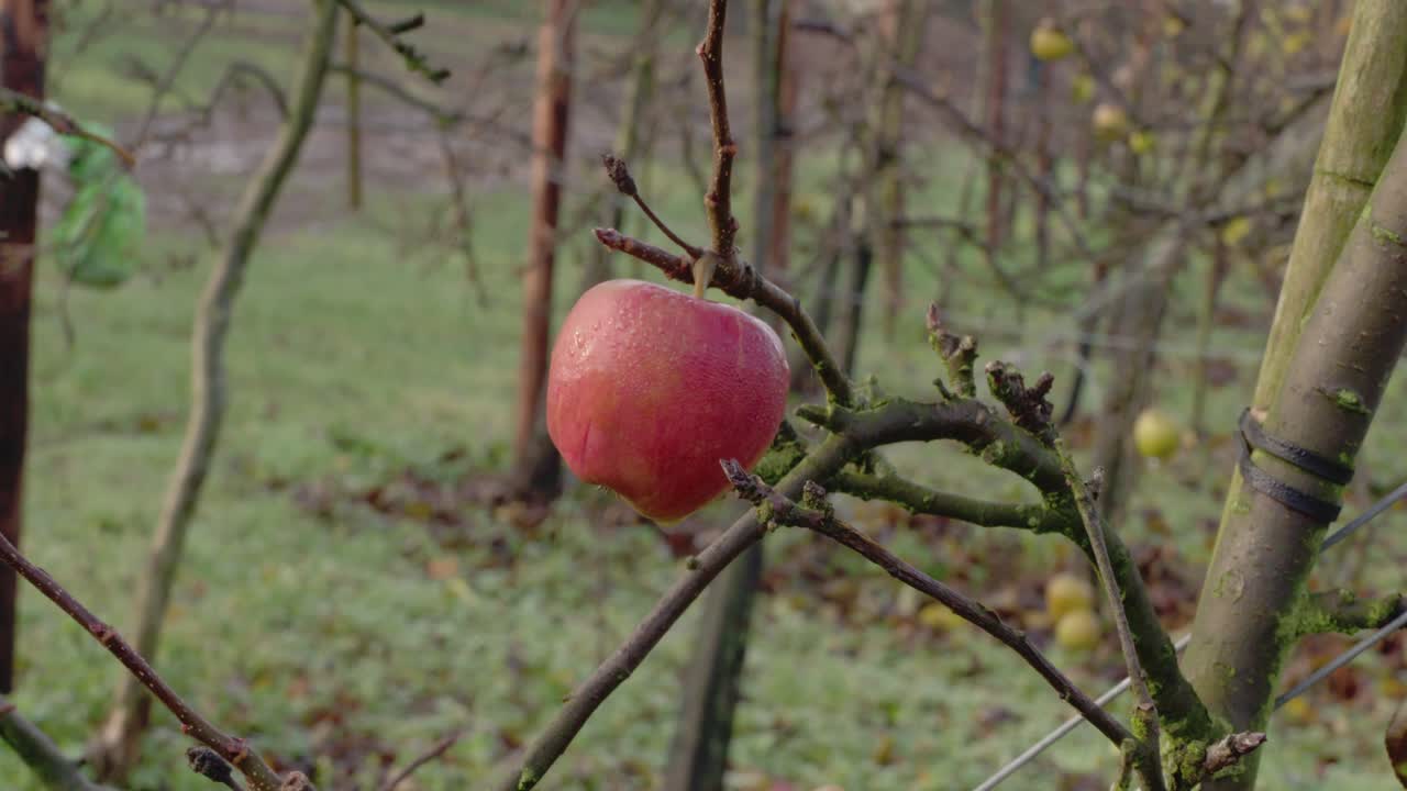 Close pull-out shot of apple in orchard setting.