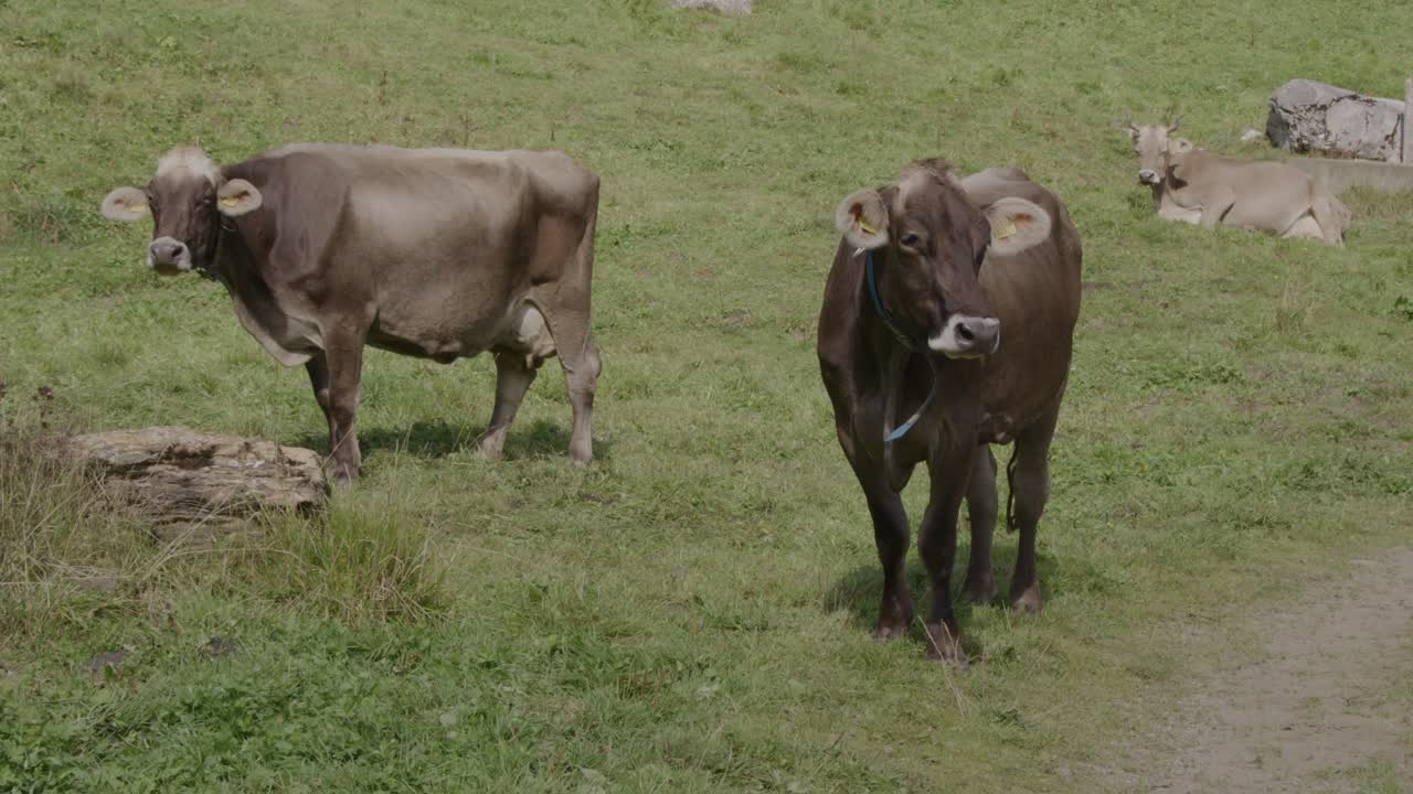 el ganado de montaña vive en un ambiente sano y natural