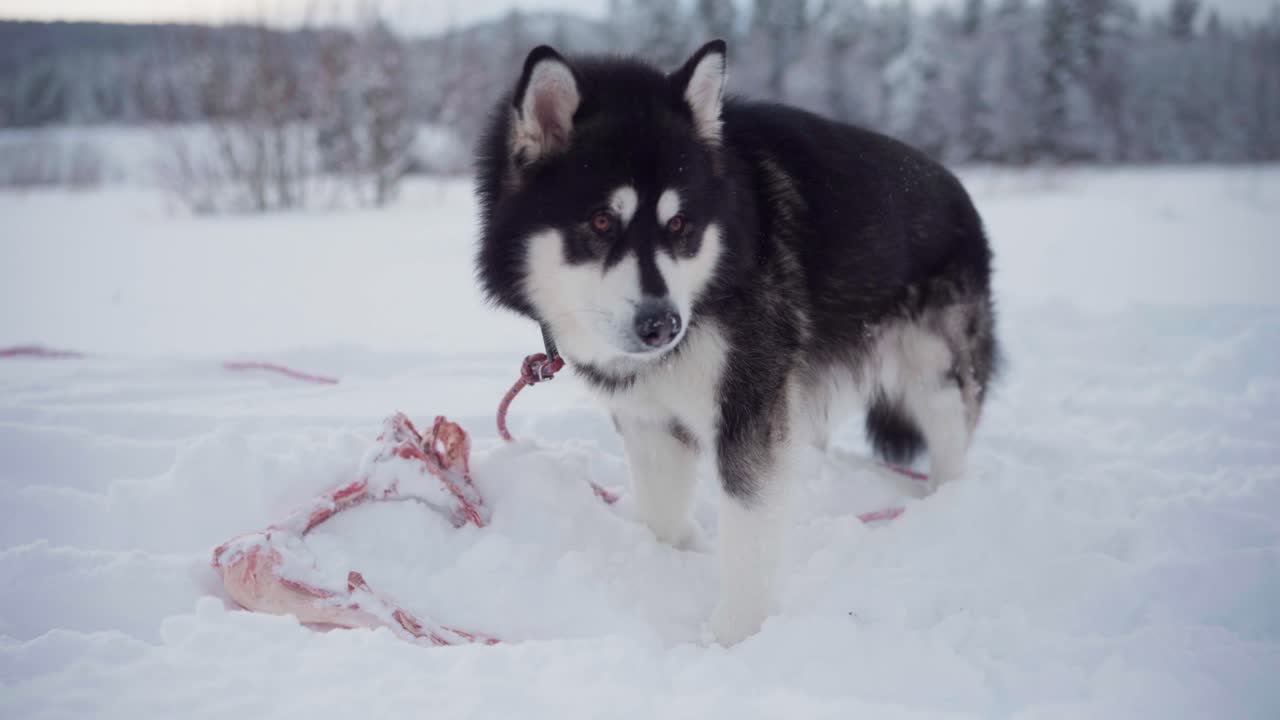 un malamute de alaska está masticando un hueso en medio de la nieve profunda - de cerca