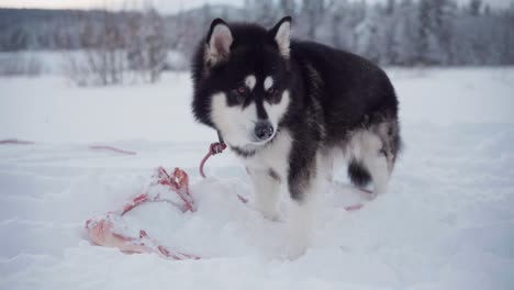 an alaskan malamute is chewing on a bone in the midst of deep snow - close up