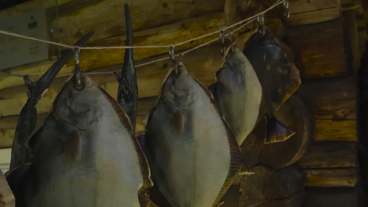 Close up view gliding over dried and salted european flatfish or flounder that is drying and preserved hanging on a thin rope outdoors in front of a log cabin wall during a sunny day, bokeh background