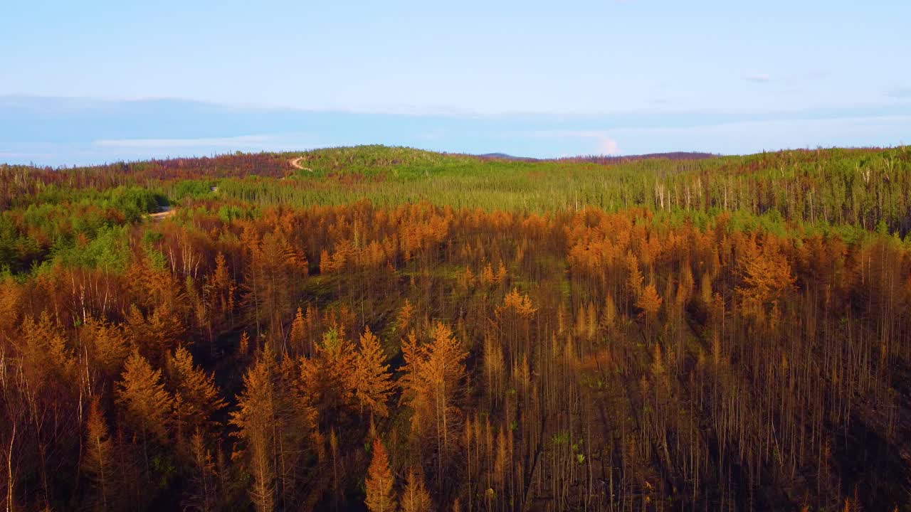 árboles secos y quemados en el bosque después de un incendio devastador en quebec, canadá