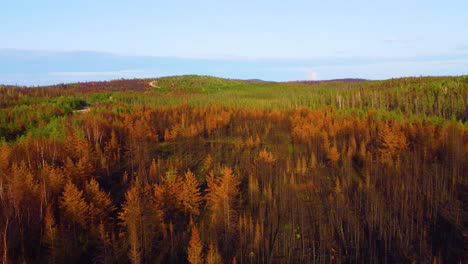 árboles secos y quemados en el bosque después de un incendio devastador en quebec, canadá