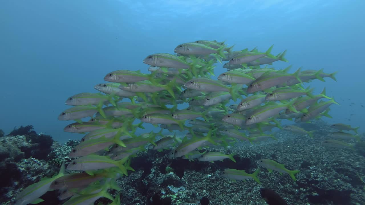노란색 염소 물고기의 큰 무리는 산호 바닥 위의 파란 물에서 헤엄 니다. 노란색 지느러미 염소물고기 - mulloidichthys vanicolensis, 발리, 오세아니아, 인도네시아