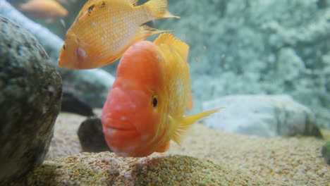 midas cichlid fish filmed closeup