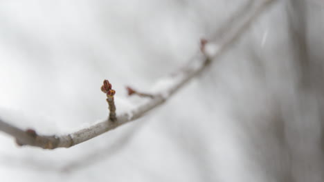 tree branches with snow accumulating - slow motion panning