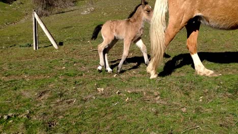 a wild horse and it's foal are seen walking across the countryside on a sunny day