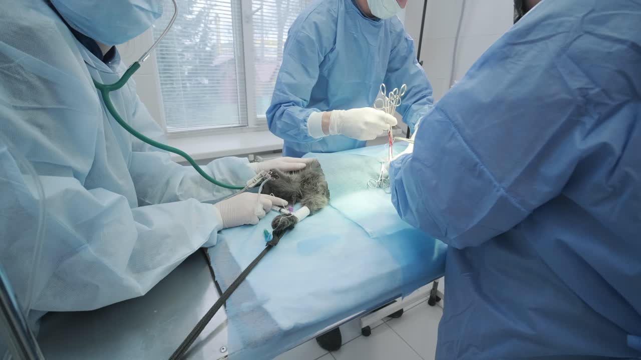 수술실에서 고양이를 절제하는 수의사 외과 의사