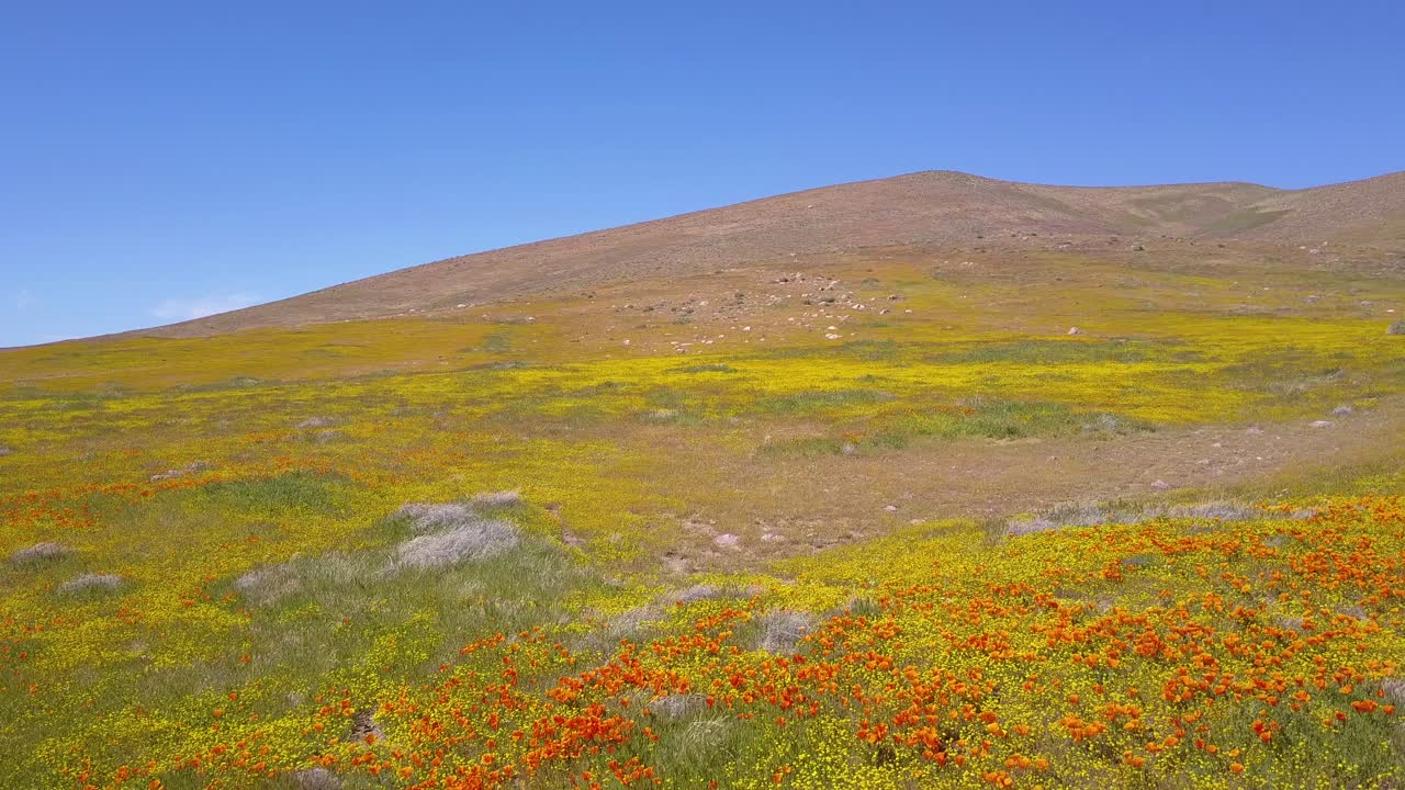 캘리포니아 양귀비 야생화 3의 아름다운 주황색 들판 위에 낮은 공중