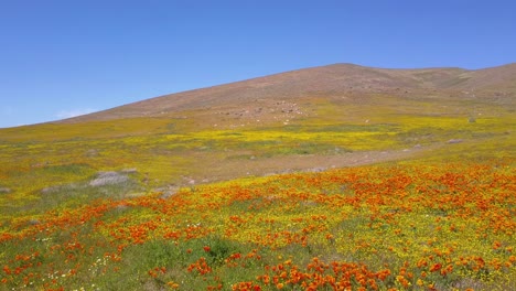 Eine-Niedrige-Antenne-über-Einem-Wunderschönen-Orangefarbenen-Feld-Mit-Kalifornischen-Mohnblumen-3