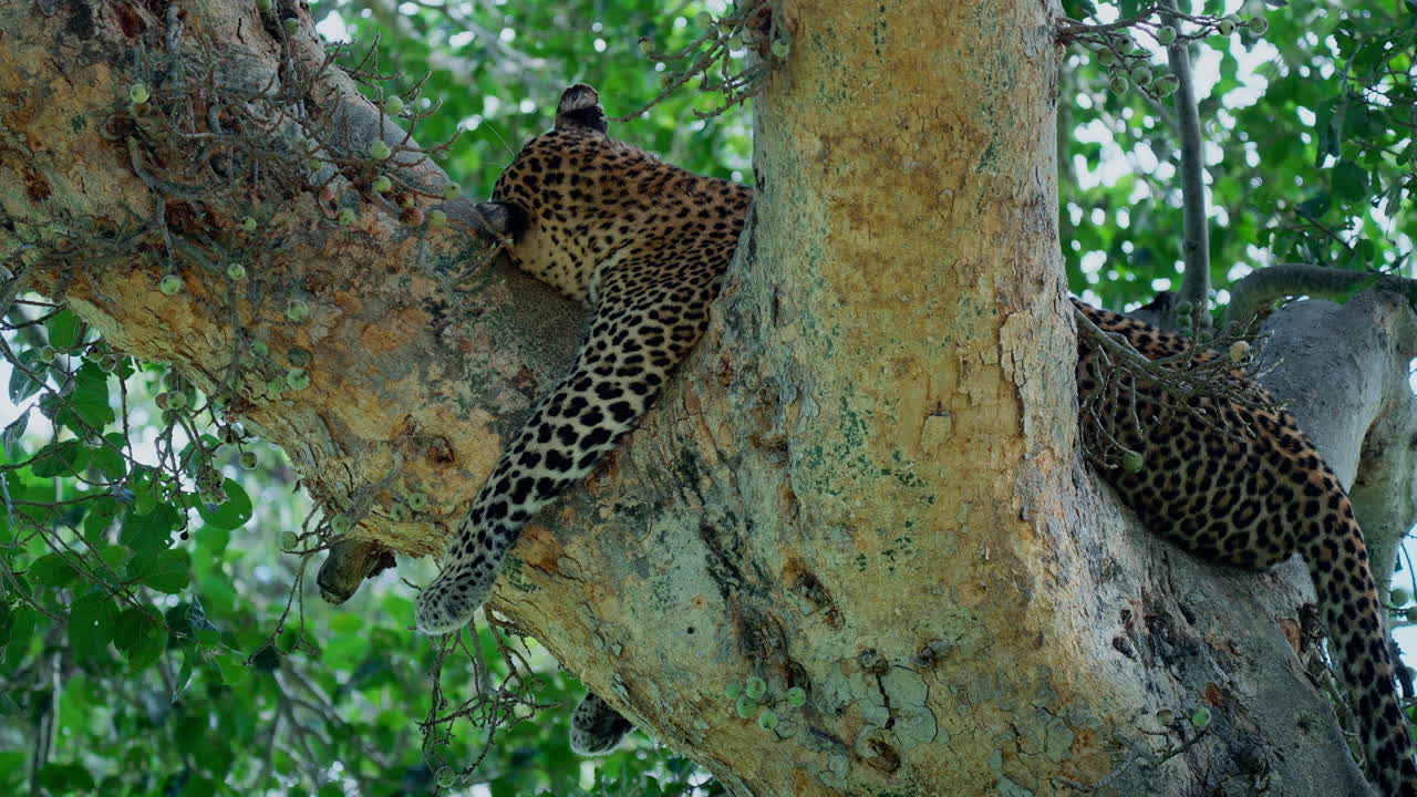 leopardo durmiendo en un árbol