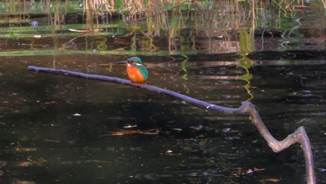 a common kingfisher sitting on a branch at musashiseki park in tokyo, japan