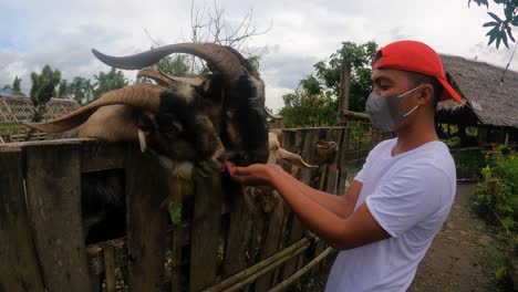young man wearing mask feeding goats by his hands in gerona's la caridad farm, sogod, southern leyte