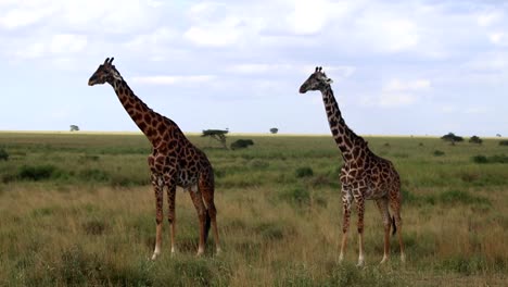 Dos-Jirafas-Paradas-En-La-Sabana,-El-Animal-Más-Alto-De-La-Tierra,-Con-Un-Majestuoso-Cuello-Largo