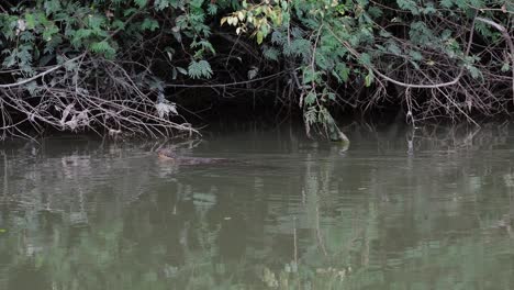 Seen-moving-to-the-left-going-deep-under-these-plants-and-branches-at-the-stream-to-forage-for-some-food,-Water-Monitor-Varanus-salvator,-Thailand