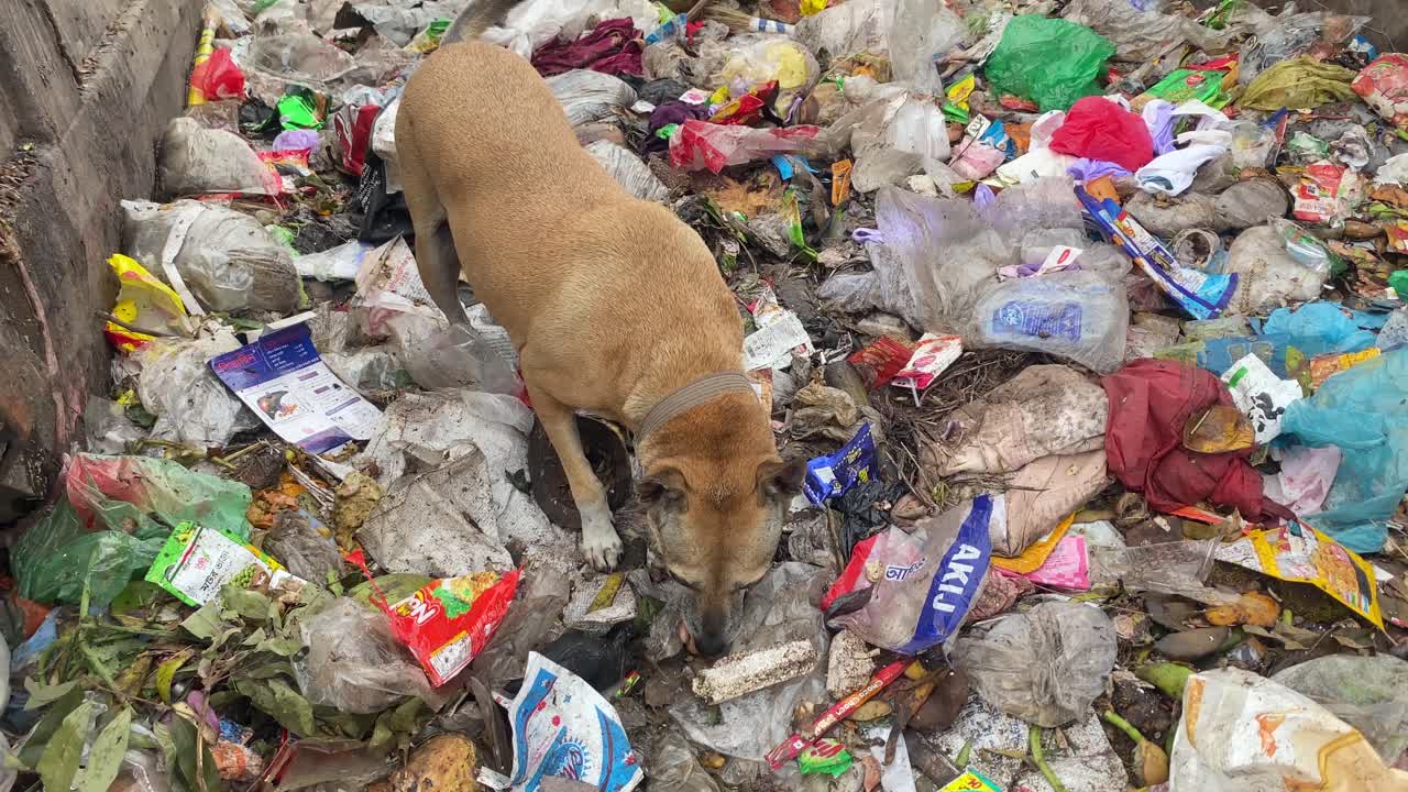 perro callejero comiendo de los desechos de basura en el vertedero