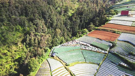 aerial view of farmers are working on the agricultural field to harvest vegetables on the slope of mountain - mount sumbing, indonesia