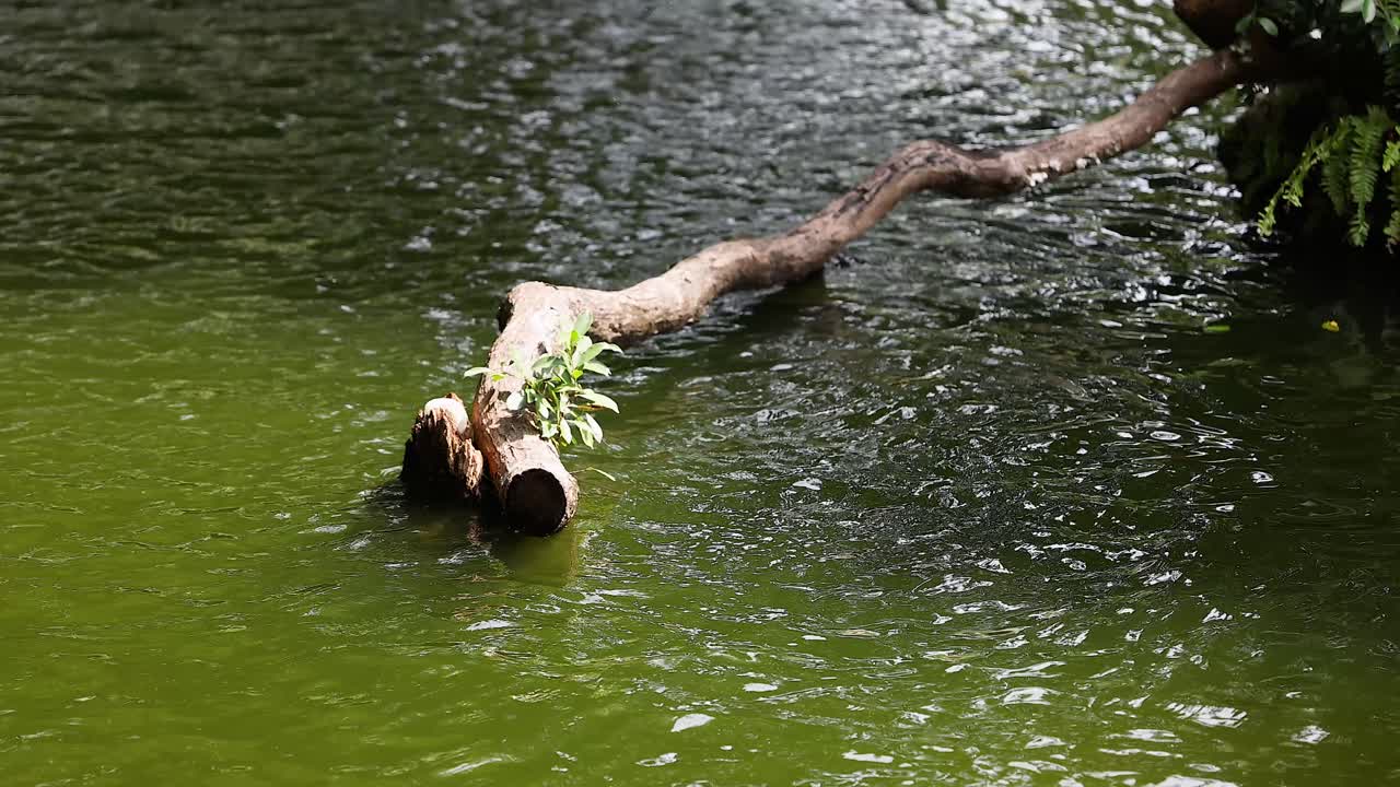 madera a la deriva en un estanque