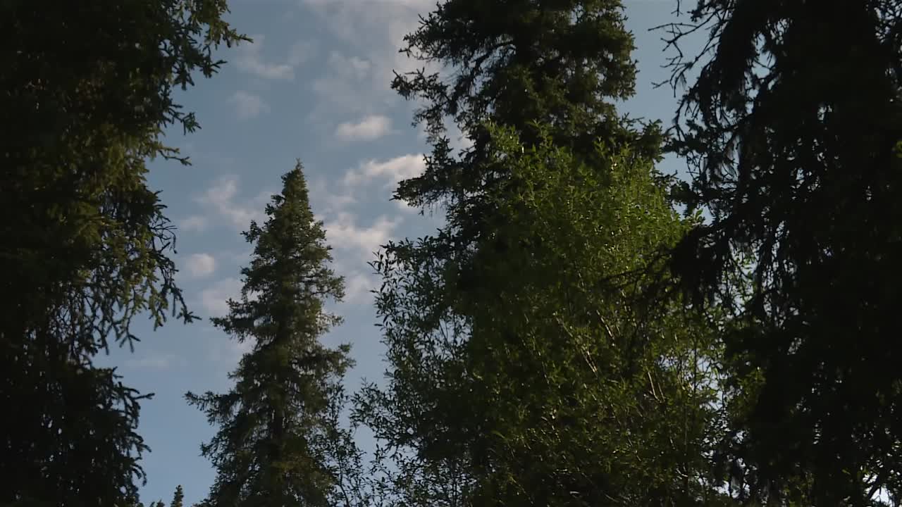 Deciduous Coniferous Trees In The Forest Against Blue Sky. - wide shot