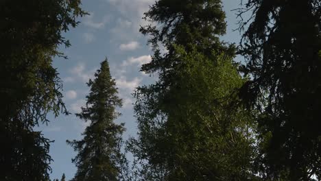 deciduous coniferous trees in the forest against blue sky. - wide shot