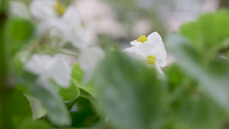 white begonia flower swaying in the wind