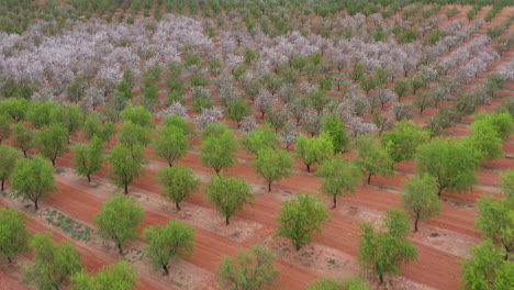 Hermoso-Huerto-Temporada-De-Floración-Primavera-España-Paisaje-Agrícola-Suelo-Rojo