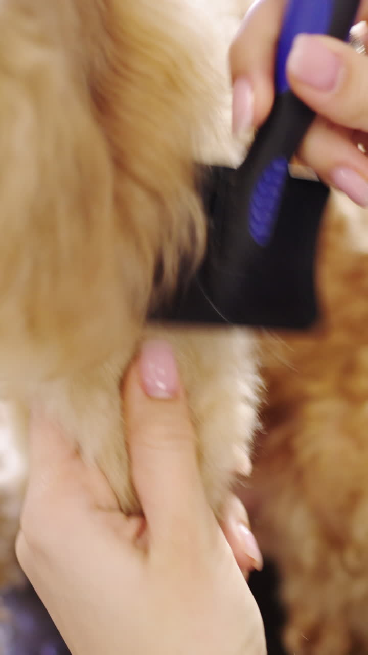Close-up of a Person Brushing a Dog's Fur