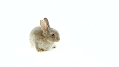 conejo de pascua sobre un fondo blanco