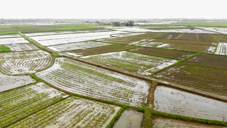 Wet-Agricultural-Rice-Fields-With-Rice-Crops-Growing-In-Hoi-An,-Vietnam