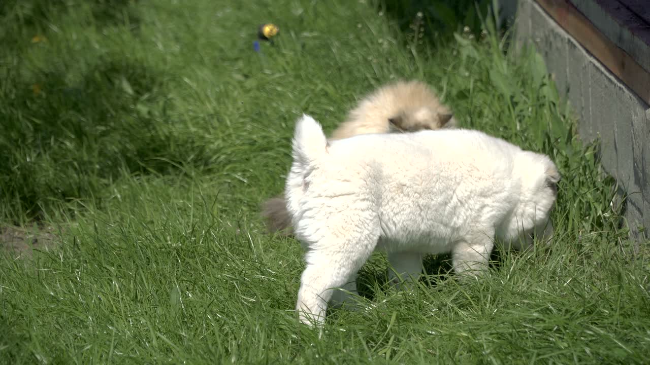 щенки породы алабай