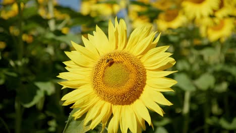 Bee-Perched-On-Sunflower-Head-Pollinating.-Close-up-Shot