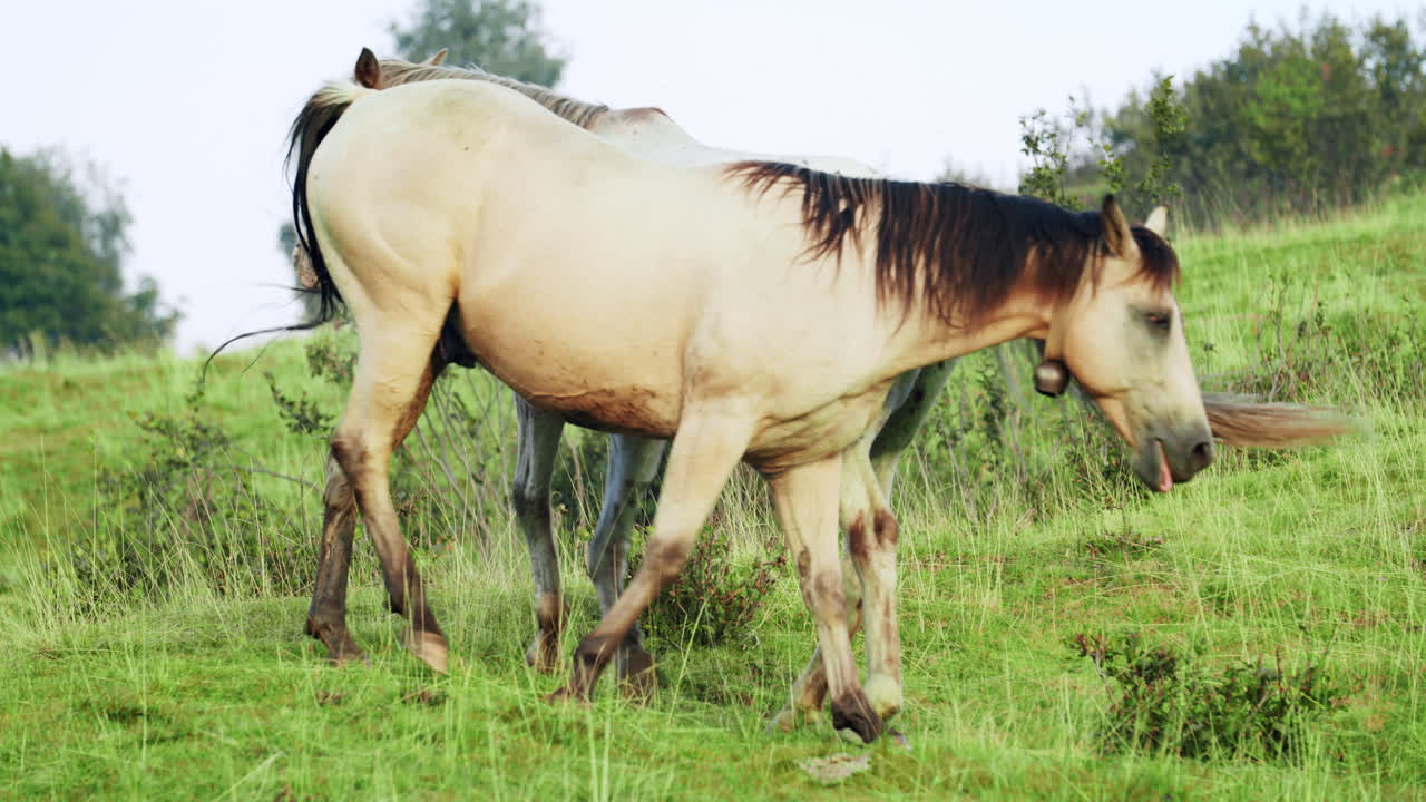 두 마리의 사나운 말은 녹색 언덕에서 서로 매우 가까이 있습니다