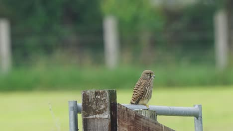 Pájaro-Cernícalo-Común-Sentado-En-La-Cerca-Del-Campo-Rural,-Observando-Los-Alrededores