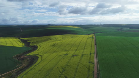 aerial - flying above vast canola field in countryside, green - yellow contrast