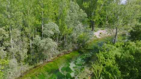 Overgrown-Cetina-river-and-green-forest-in-Croatia,-rising-aerial