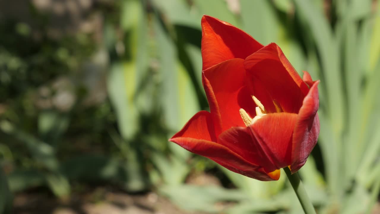 Shallow DOF Didier tulip lily plant bulb 4K
