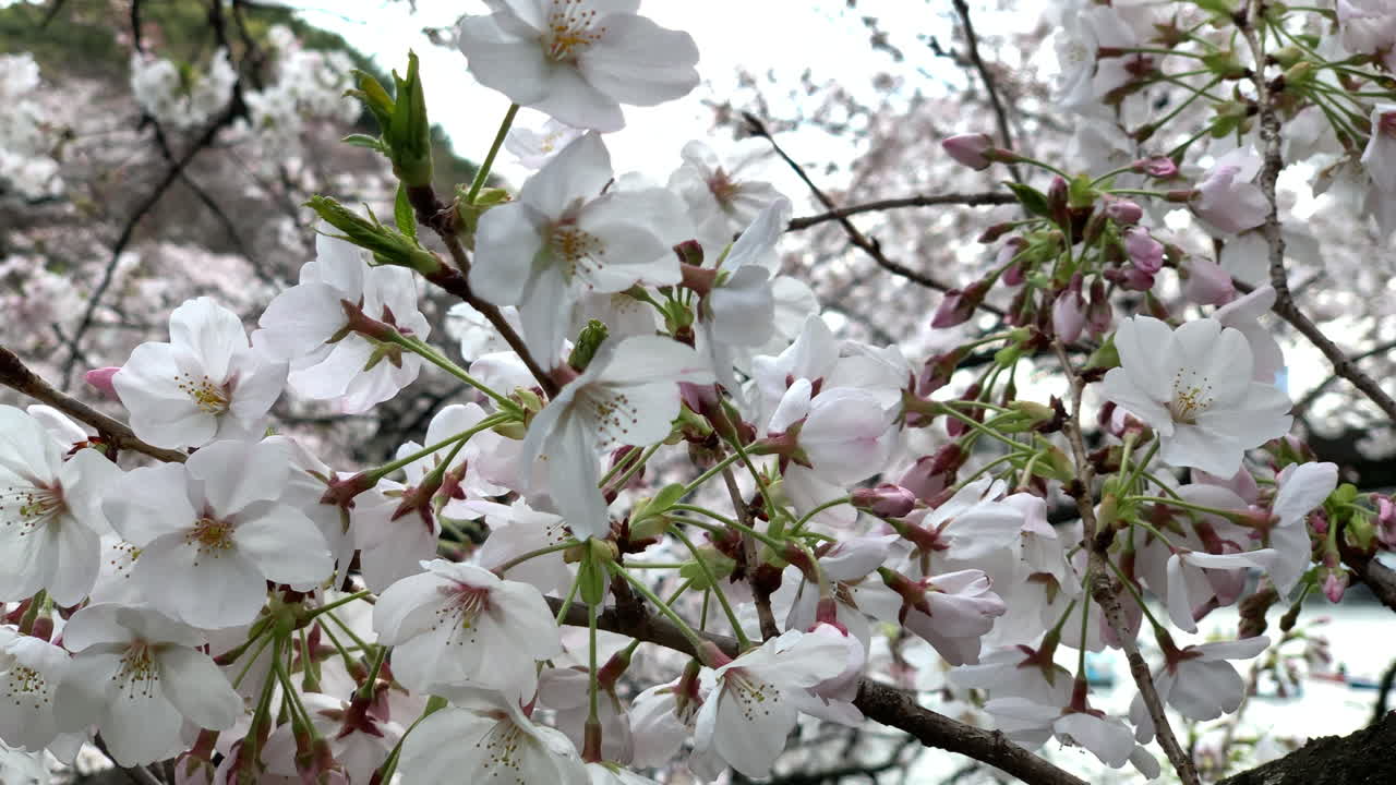 Chidorigafuchi Parkı'ndaki doğal dallarda pembe kiraz çiçekleri.