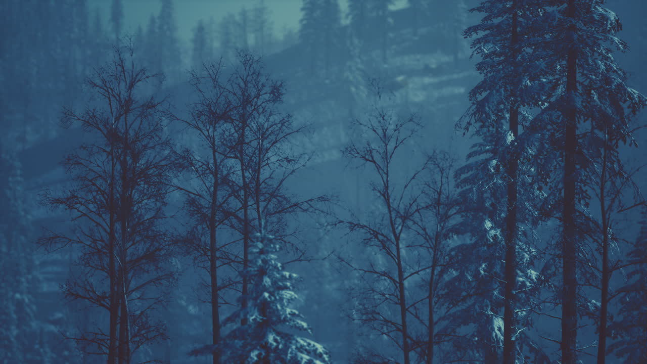 Morning winter forest in Carpathian Mountains