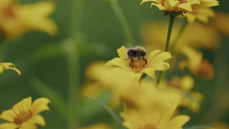 Estante-De-Enfoque-De-Abeja-Polinizando-Margaritas-Amarillas-Oscilantes