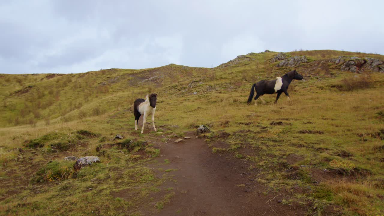 una madre y un caballo trotan a través de un pasto en islandia verde