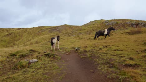a mother and child horse trot through a pasture in green iceland