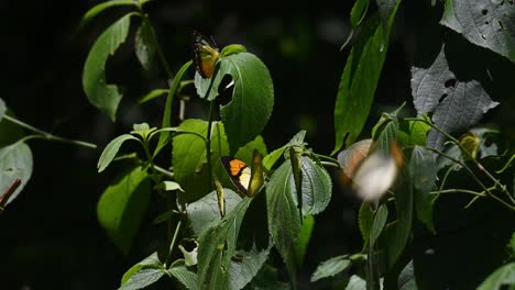 yellow orange tip, ixias pyrene, with other butterflies on a plant during a lovely sunny day